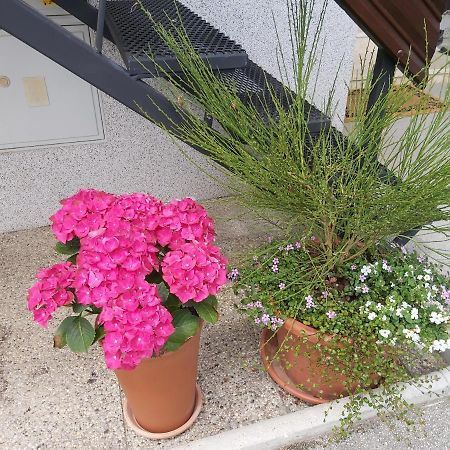 Apartma Arnez Μπλεντ Εξωτερικό φωτογραφία