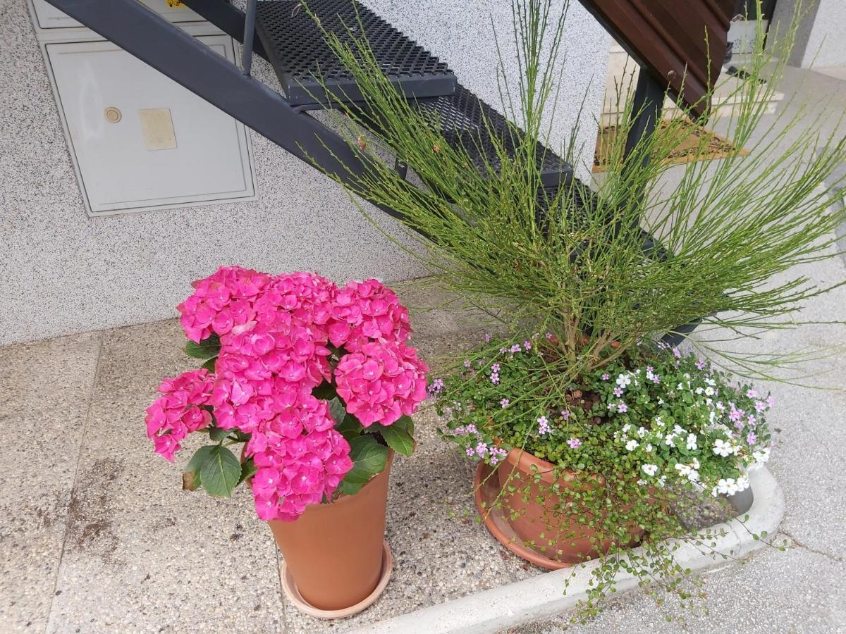 Apartma Arnez Μπλεντ Εξωτερικό φωτογραφία